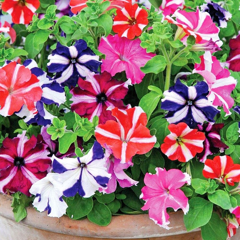 22Day Seeds: Seeds Petunia StarFall Mix/Annual Flowers