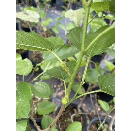 Tree MULBERRY TREE (Pakistan Variety) 3 Feet Tall.