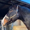 Headcollar for Horses, Stylish Leopard Look, 2-Way Adjustable Buckles, Shetty,