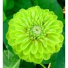 1000 Zinnia Seeds Compound Petals Multi-Color Premium Seeds True Classic