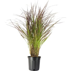 Red Fountain Grass | 2 Extra Large 3 Gallon Plants | Pennisetum Setaceum Rubrum | Vibrant Landscape Feature | Striking Color Contrast | Full Sun Perennial Ornamental Grass