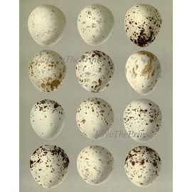 Vintage Antique Bird Eggs Print Wall Art Set of 4 Forest Nature Gray White Broun Neutral Natural Colors Rustic Farmhouse Modern Cottage Interior Design Unframed BC