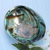 Veemoon Polished Abalone Shell Abalone Shell Smudge Bowl Home Abalone