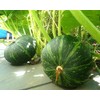 20 JAPANESE GREEN PUMPKIN SEEDS - Kabocha - Open pollinated,