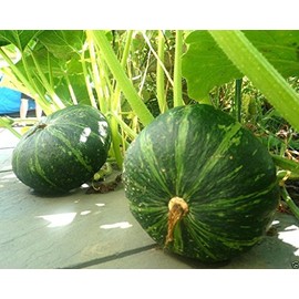 20 JAPANESE GREEN PUMPKIN SEEDS - Kabocha - Open pollinated, heirloom