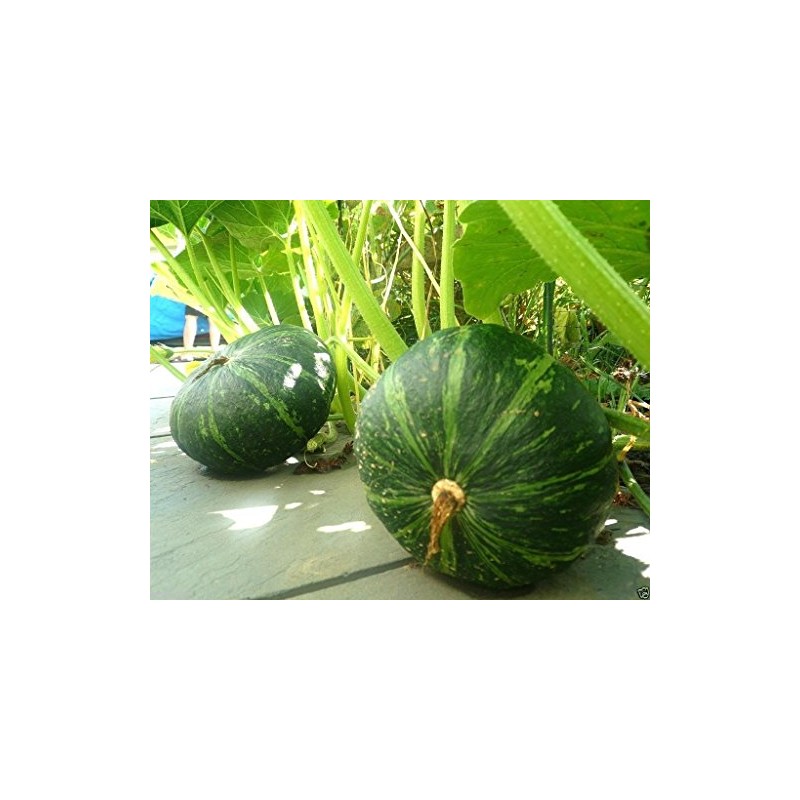 20 JAPANESE GREEN PUMPKIN SEEDS - Kabocha - Open pollinated,