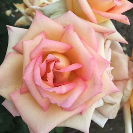 Heirloom Roses Rose Bush - The Lady Live Blend/Multi-Color Plant for Outdoor Planting