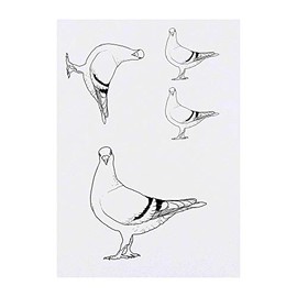 Azeeda 4 x 'Renntaube' Temporäre Tattoos - Wasserfest, Hautfreundlich & Ungiftig · Transfers in Verschiedenen Größen (TO00040935)