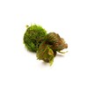 SubstrateSource Live Aquarium Plants on Driftwood, Lava Rock, Moss, Fiber