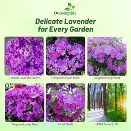 Outsidepride Lavender Fairy Primrose Seeds - 1000 Pcs Perennial, Hardy, Easy to Grow & Low Maintenance Flower Seeds for Planting Vibrant Soft Blooms, for Containers, Borders & Erosion Control