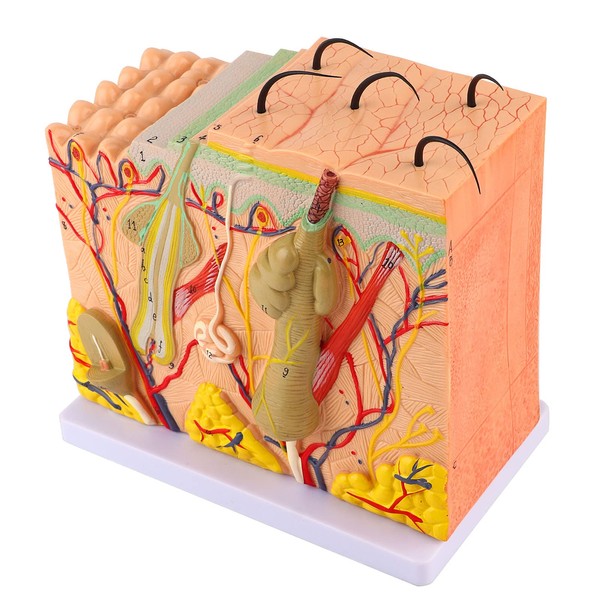 Skin Model, 50X Enlarged Anatomical Model Anatomy 3D Human Skin