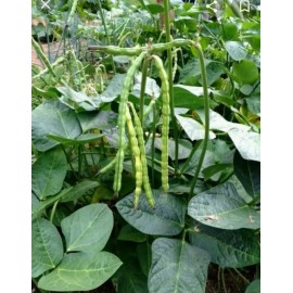 MAMOU CHOCTAW ORGANIC **RARE ORGANIC HEIRLOOM LOUISIANA LADY PEAS CREAM PEA PAT DES POULE 45+ FRESH"