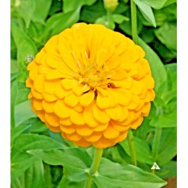 Flowers 126+YELLOW ZINNIA Seeds Big Cut Flowers Summer Garden Flowering Annual Fast Easy