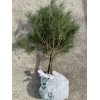 White Pine 24"-30" Eastern White Pine Tree Seedlings/Transplants; Lot of