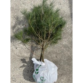 White Pine 24"-30" Eastern White Pine Tree Seedlings/Transplants; Lot of 3 ea; Bare Root