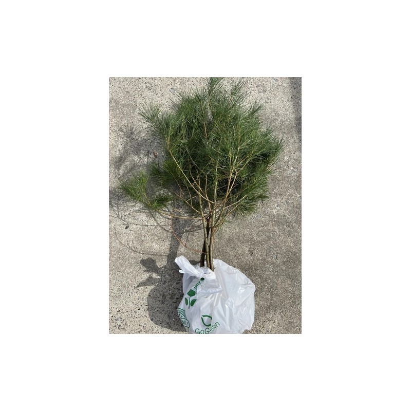White Pine 24"-30" Eastern White Pine Tree Seedlings/Transplants; Lot of