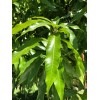 Unbranded  15 Fresh and Organic Mango Leaves