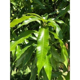 Unbranded  15 Fresh and Organic Mango Leaves