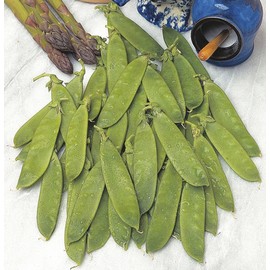 Mr Fothergills - Vegetable - RHS Pea (Mangetout) Delikata - 150 Seeds
