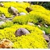 Buroifamily 1000 Pcs Seeds - Breckland Creeping Thyme Seeds -