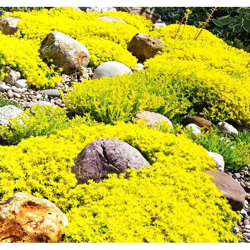 Buroifamily 1000 Pcs Seeds - Breckland Creeping Thyme Seeds -