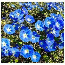1000 Heavenly Blue Morning Blooming Vine Seeds – Morning Glory Seeds for Planting Outdoors – Attracts Butterflies & Hummingbirds – Heirloom Blue Morning Glory Live Plant by Marde Ross & Company