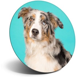 Destination Vinyl ltd Magnet for Refrigerator, Fridge - Australian Shepherd Dog Puppy Cute for Office, Cabinet and Whiteboard, Magnetic Stickers, 24059