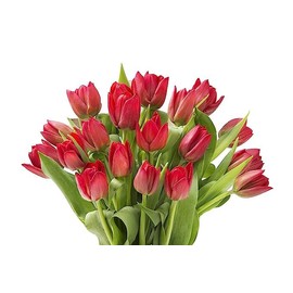 KaBloom PRIME NEXT DAY DELIVERY - Mother’s Day Collection - Valentine's Day Collection - Bouquet of 10 Red Tulips Gift for Birthday, Anniversary, Get Well, Easter, Valentine, Mother’s Day Flowers