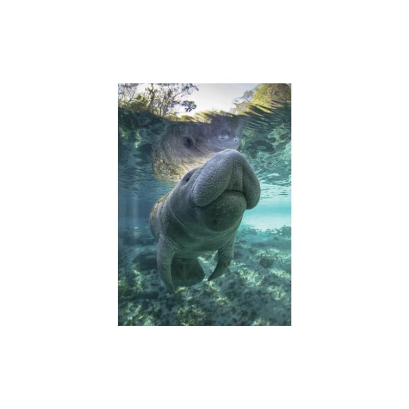 Signs 4 Fun Magnet – Manatee Water Funny Magnet -