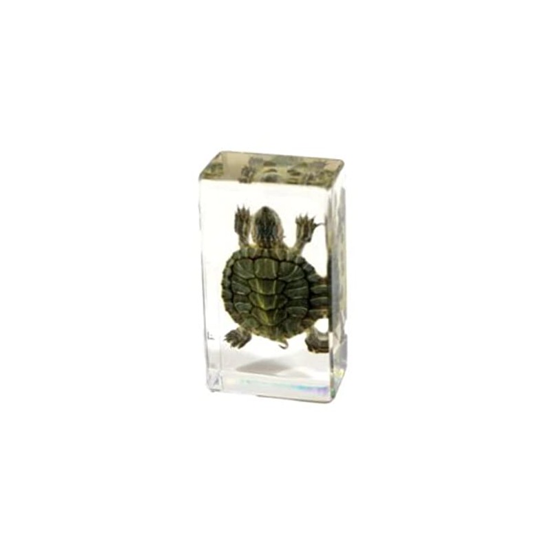 Striped Neck Turtle Acrylic Display Small