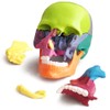 New Anatomy Skull Model 15 Parts Human Anatomy Exploded Skull