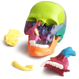 New Anatomy Skull Model 15 Parts Human Anatomy Exploded Skull Detachable Palm-Sized Mini Human Color Medical Skull Model,Medical Dental Clinic Teaching Equipment,Learning with Color Study Manual