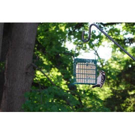 St. Albans Bay Suet Plus Bird Suet Variety Packs | 11 oz. Bird Suet Cakes | (High Energy, 15 Pack)