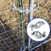 T-Post Gate Hinge Pins - Heavy Duty Gate Hanger, Hang