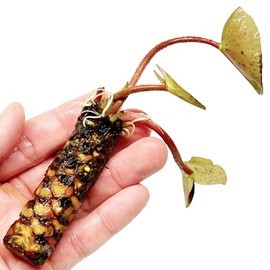 Mainam Red Nymphaea Wanvisa Live Aquarium Plant Hardy Water Lilies Tuber for Freshwater Fish Pond Balcony