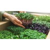 Gardenera Organic Microgreens Potting Mix: Hand-Mixed with Care Using Top-Grade