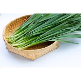 GARDEN SEEDS 50gram / 10000pcs+ Chinese Chives Seeds, Chinese Leek Seeds 韭菜种子