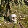 Objectz Skull Decoration, Skeleton Skull Decoration - Can also be