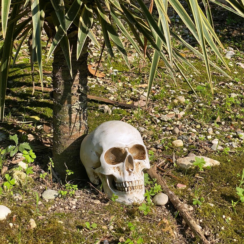 Objectz Skull Decoration, Skeleton Skull Decoration - Can also be