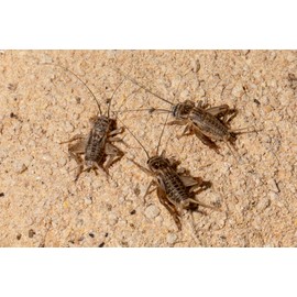 Finn's Frog Farm Premium Cricket and Roach Food