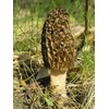 NIKA SEEDS - Spores Black Morel Mushrooms for Planting on Grains - 100 Seeds