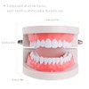 Teeth Model Dental Teaching Model Removable Denture Brushing Practice for
