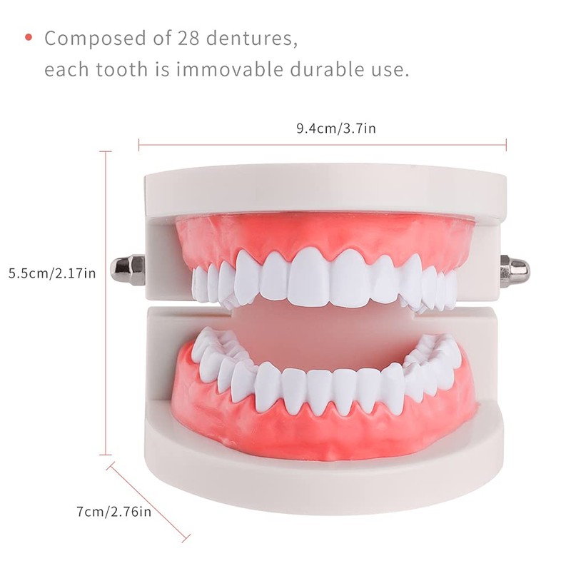 Teeth Model Dental Teaching Model Removable Denture Brushing Practice for