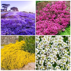 15000+ Creeping Thyme Seeds for Planting Outdoor-Perennial Flowers Plant in Your Home Garden Backyard Attracts Bees
