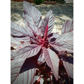 Heirloom Amaranthus Cruentus, HOPI Natural Red Dye, AMARANTH Seed, 500+ Heirloom Seeds
