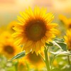 Todd's Seeds Black Oil Non-GMO Sprouting Sunflower Seeds Chemical Free