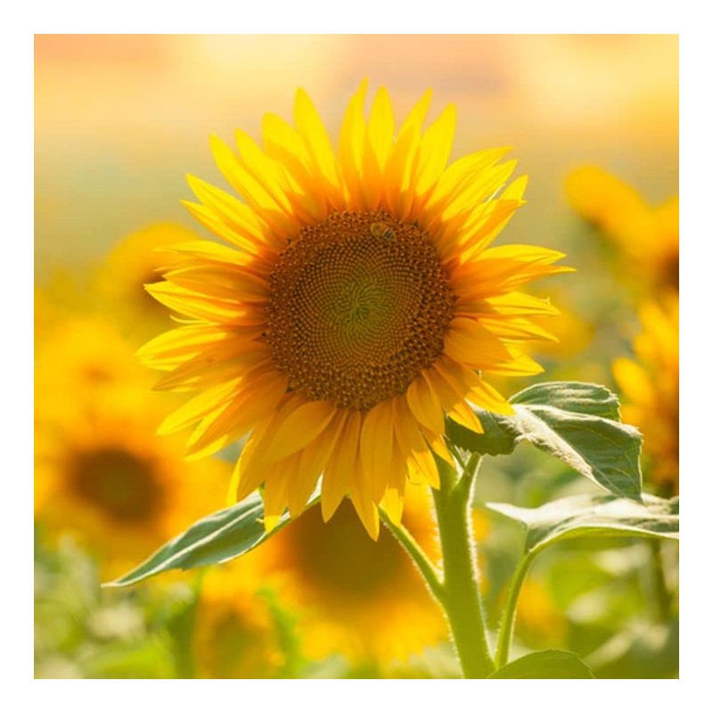 Todd's Seeds Black Oil Non-GMO Sprouting Sunflower Seeds Chemical Free