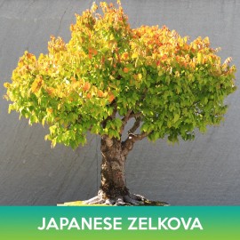 Unbranded Japanese Zelkova Seed