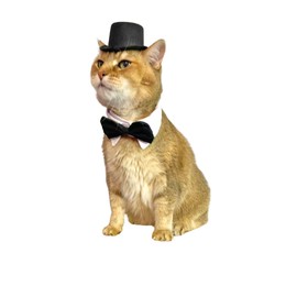 Black Top Hat with Bow Tie for Cats and Small Dogs – Handmade Formal Pet Hat for Weddings, Parties, and Photoshoots – Elegant Cat or Dog Accessory