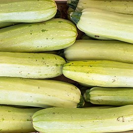 Bianco Di Trieste Zucchini Seeds - 5 Lb Bulk ~4000 Seeds - Summer Squash: AKA: Trieste White - Non-GMO Farm & Vegetable Garden Seeds